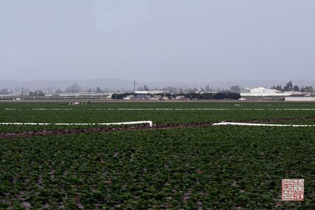 Campos de fresas