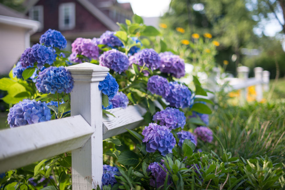 Flores florecientes de primavera que todo jardĂn deberĂa tener | 31Daily.com