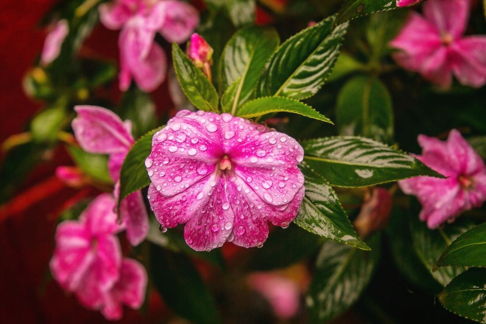 Flores florecientes de primavera que todo jardĂn deberĂa tener | 31Daily.com