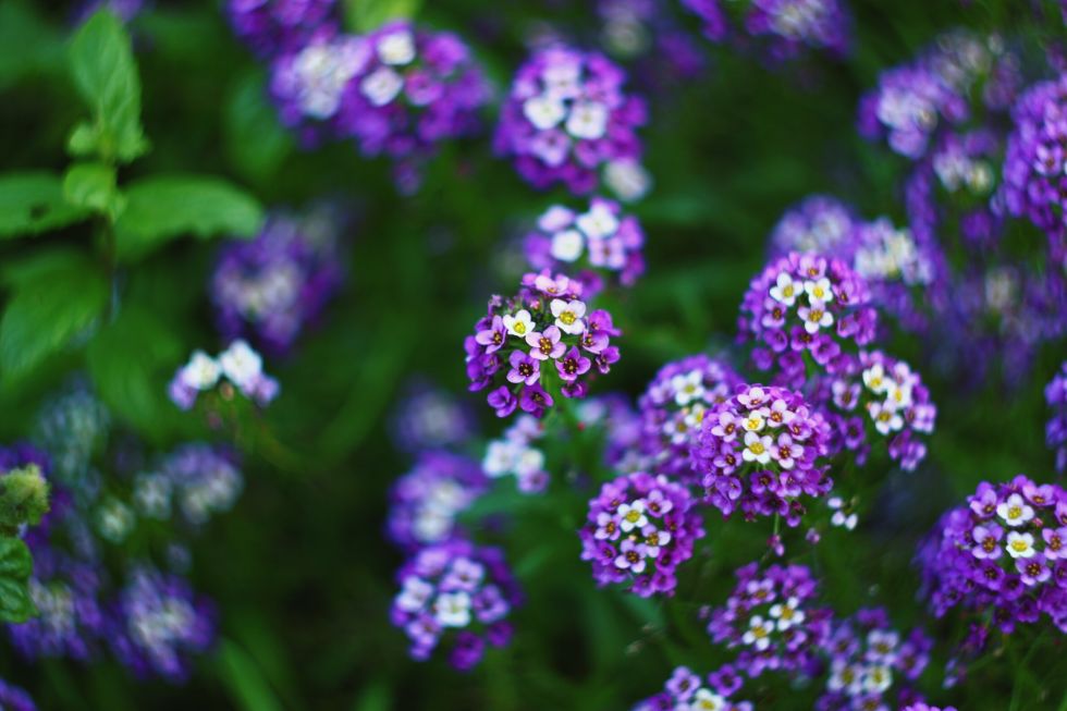 Flores florecientes de primavera que todo jardĂn deberĂa tener | 31Daily.com