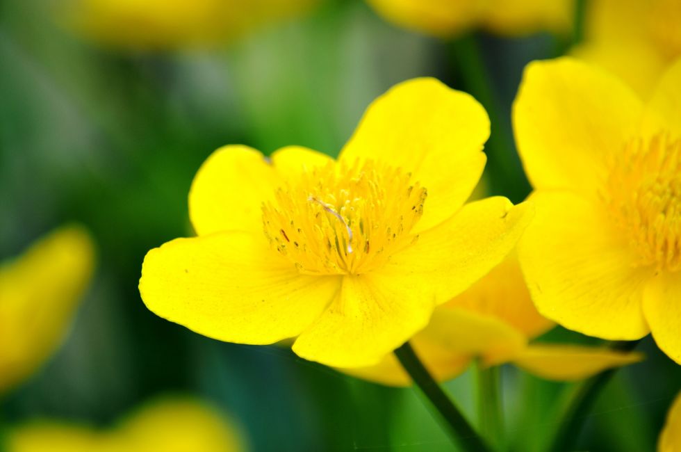 Flores florecientes de primavera que todo jardĂn deberĂa tener | 31Daily.com