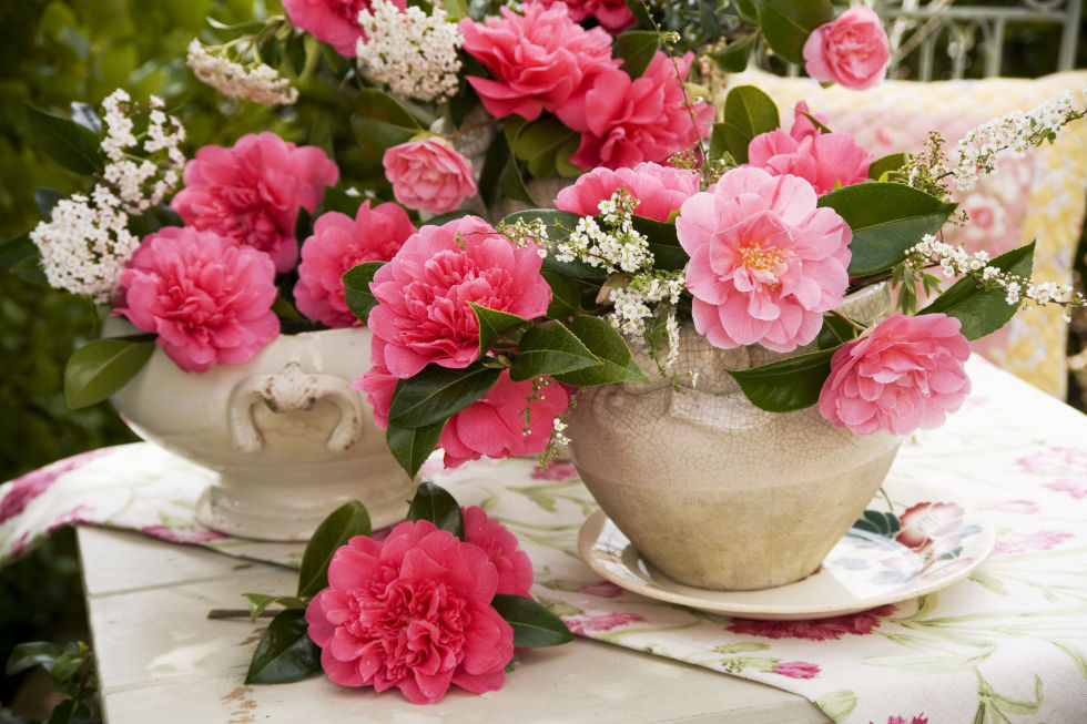 Flores florecientes de primavera que todo jardĂn deberĂa tener | 31Daily.com