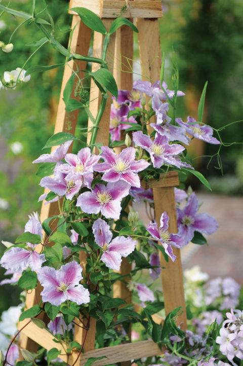 Flores florecientes de primavera que todo jardĂn deberĂa tener | 31Daily.com