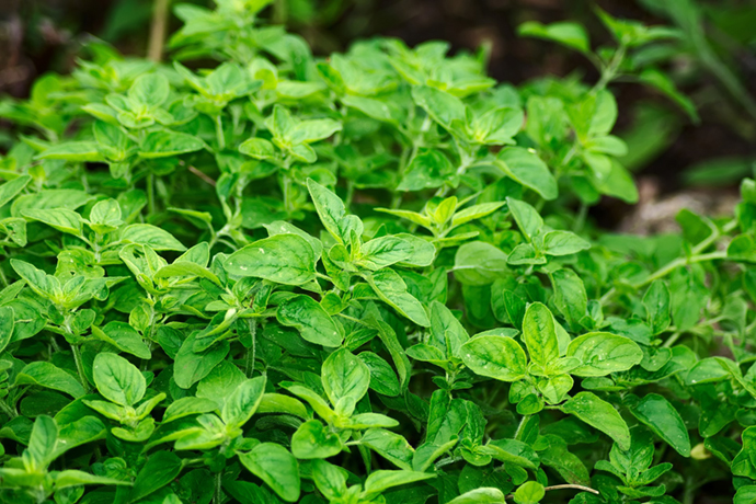 Hierbas medicinales: Orégano | 31Daily.com