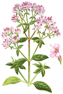 Hierbas medicinales: Orégano. Principalmente para - enfermedades antisépticas, estomacales y respiratorias, antifúngicas, antibacterianas, cáncer. 31Daily.com