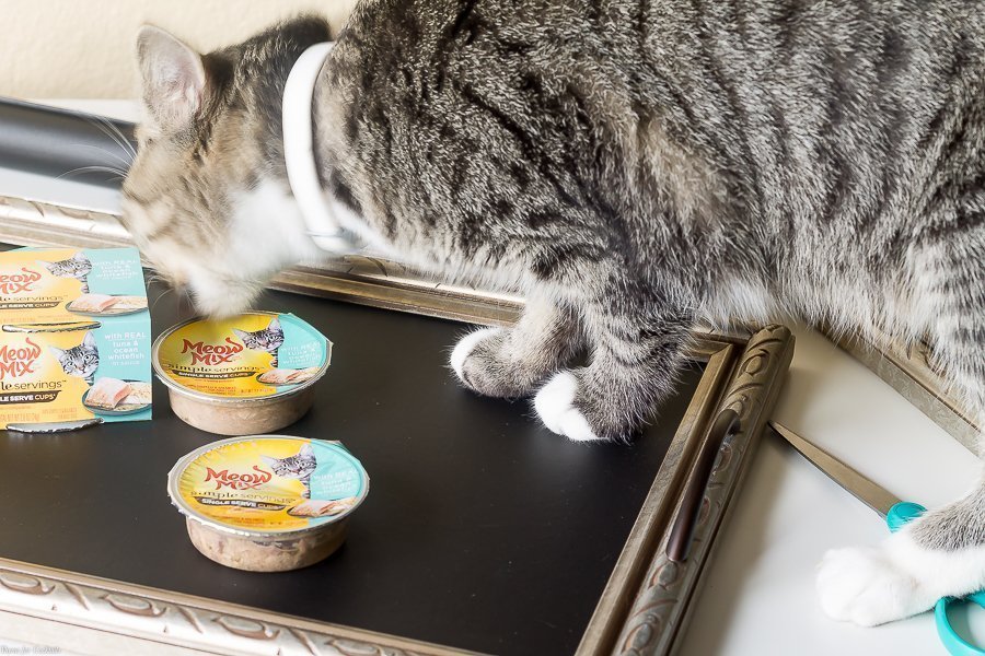 ¡Puede ampliar fácilmente una imagen antigua a este tutorial de DIY Chalkboard Serving Tray con algunos elementos simples y aproximadamente 30 minutos de su tiempo!